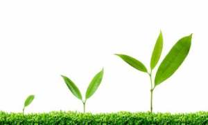 Plant-growth-hormones